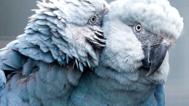 Zoológico de São Paulo inaugura área para ararinhas-azuis