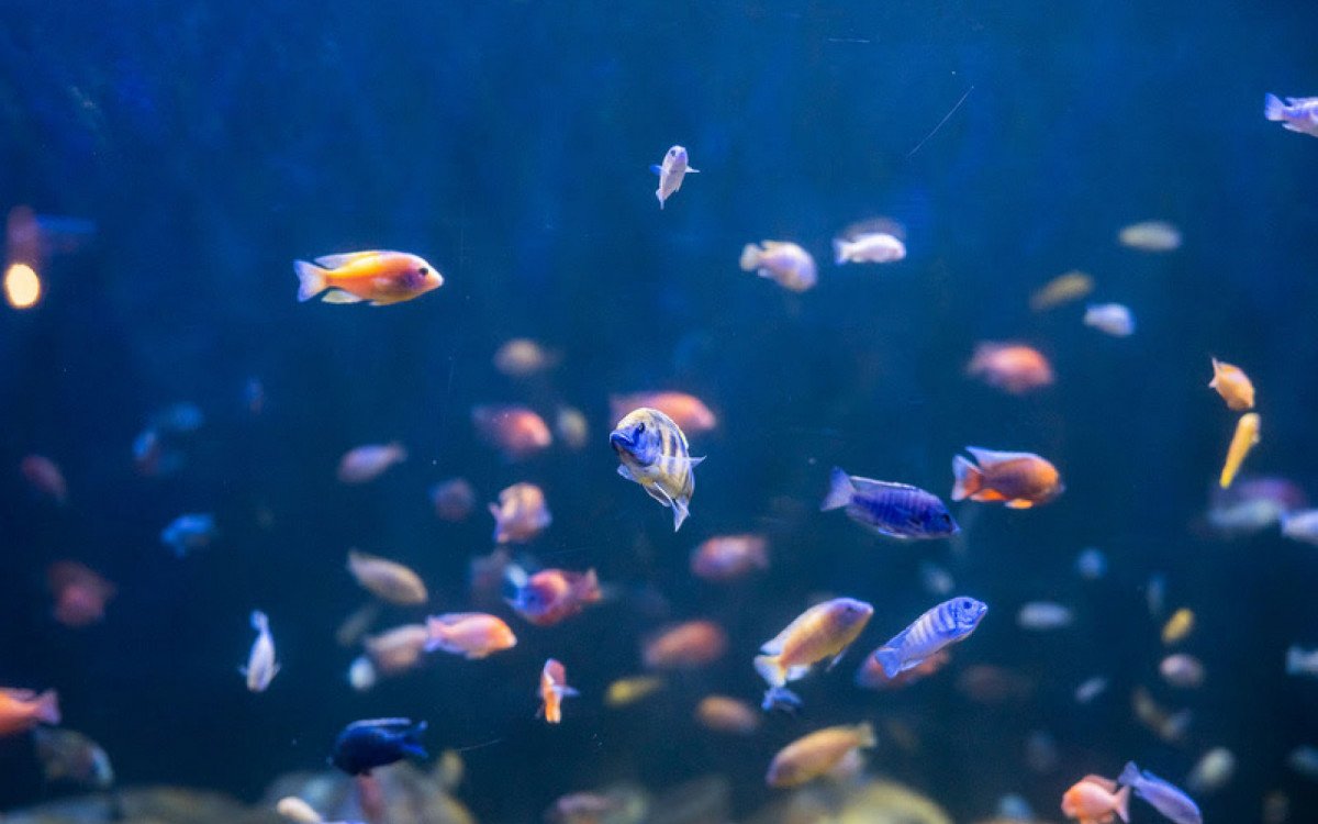 BioParque e AquaRio trazem programações especiais para o Natal