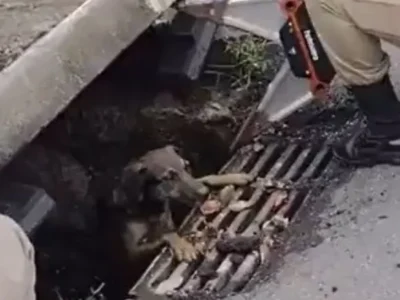 Cão é resgatado de bueiro após tempestade em Niterói - Vídeo