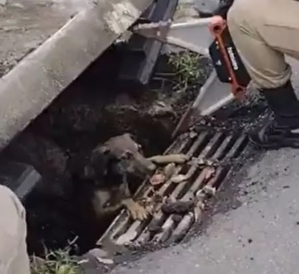 Cão é resgatado de bueiro após tempestade em Niterói - Vídeo