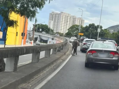 Cavalo tenta dar um passeio na Ponte Rio-Niterói