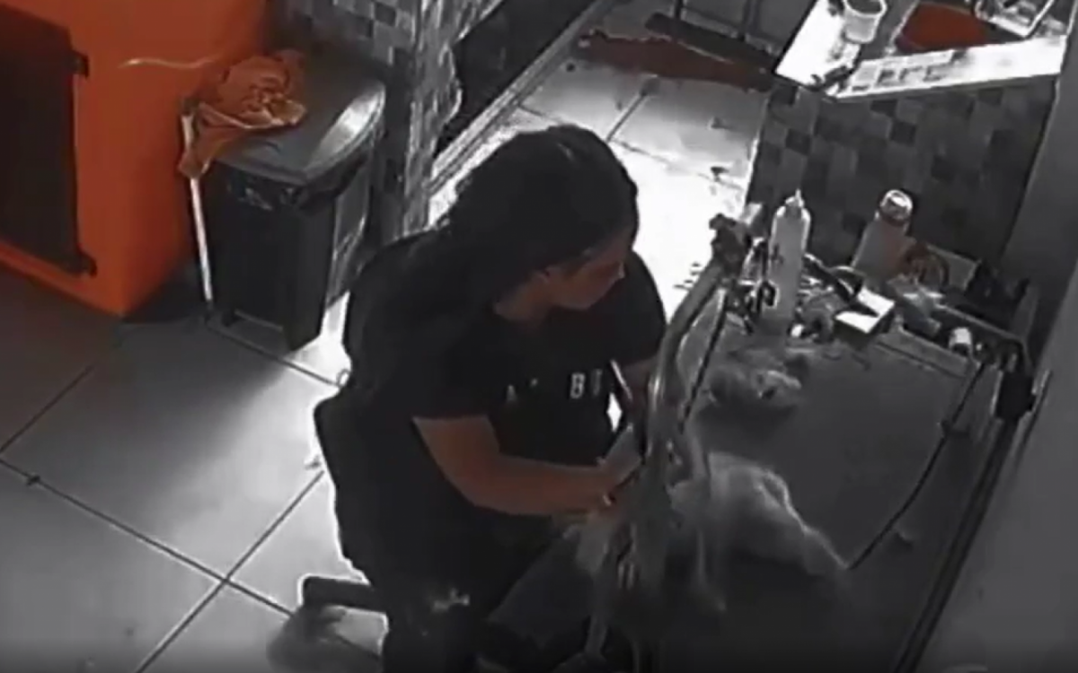 Filhote de shih-tzu morre durante tosa em pet shop - Vídeo