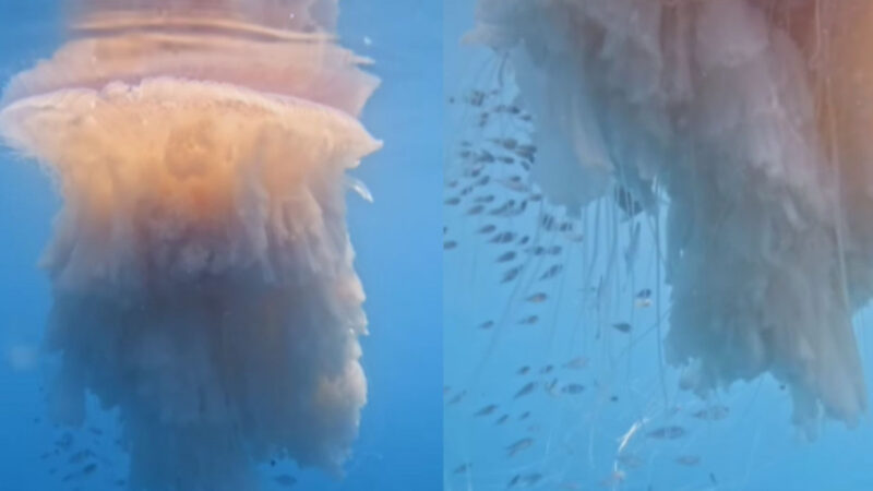 Fotógrafo registra água-viva gigante de 10 metros no litoral paulista