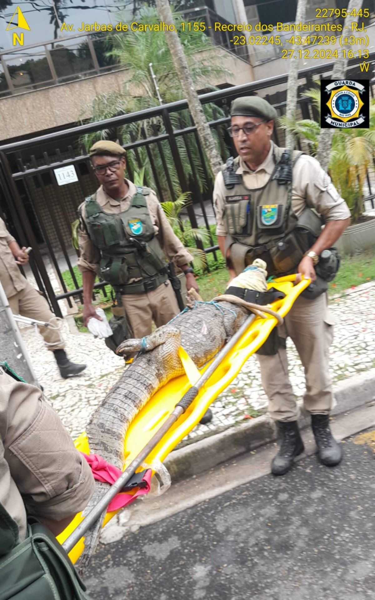 Jacaré é resgatado em condomínio no Recreio dos Bandeirantes - Vídeo