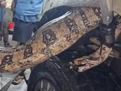 Jiboia de 3 metros é encontrada em motor de carro em Macaé - Vídeo