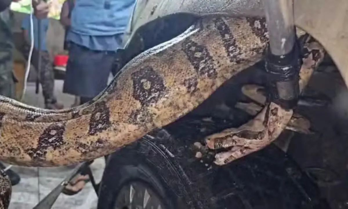 Jiboia de 3 metros é encontrada em motor de carro em Macaé - Vídeo