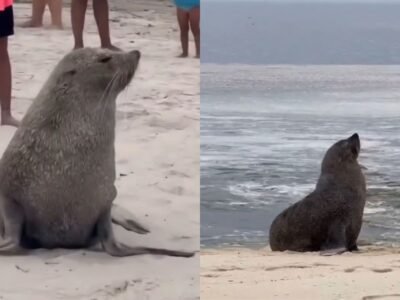 Lobo-marinho surpreende banhistas em praias de Niterói e Maricá - Vídeo