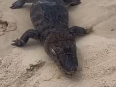 Niterói: Jacaré é encontrado morto na praia de Piratininga