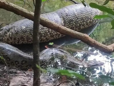 Pescador flagra sucuri comendo animal grande em rio - Vídeo