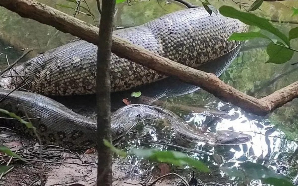 Pescador flagra sucuri comendo animal grande em rio - Vídeo