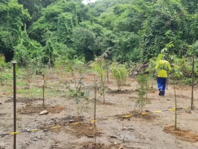 São Gonçalo: Iniciativa no Engenho Pequeno promove restauração ambiental