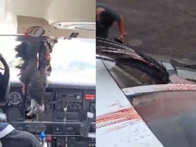 Urubu fica preso ao avião após colisão no Amazonas - Vídeo