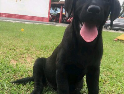 Cachorro filhote ajuda o Corpo de Bombeiros em busca de pessoas perdidas