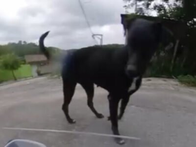 Cão de rua recebe 'iFood de controle remoto' inesperado em São Gonçalo - Vídeo