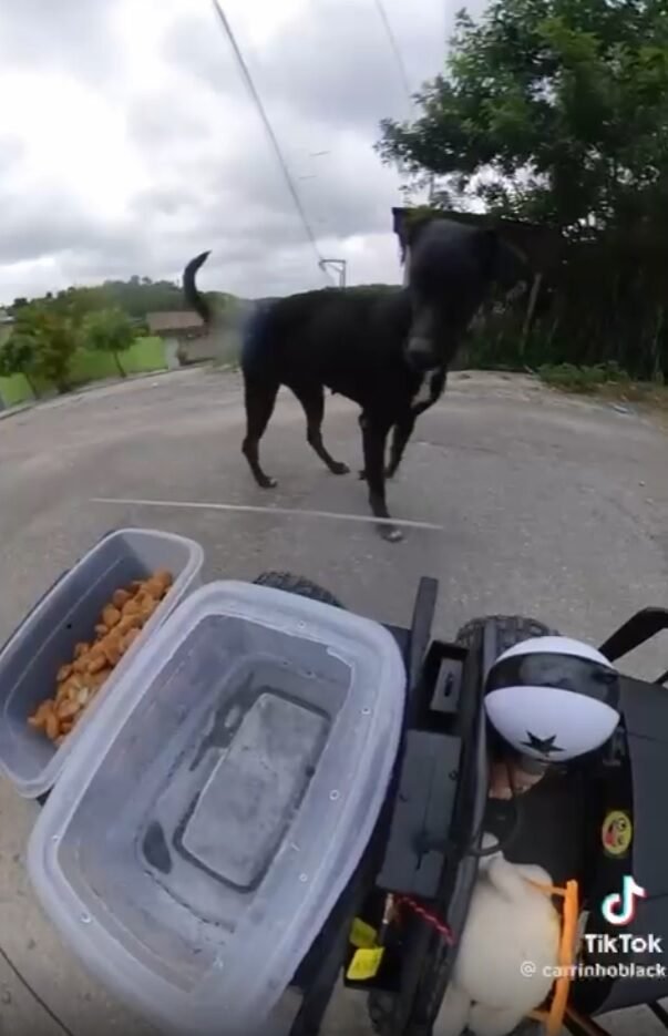 Cão de rua recebe 'iFood de controle remoto' inesperado em São Gonçalo - Vídeo