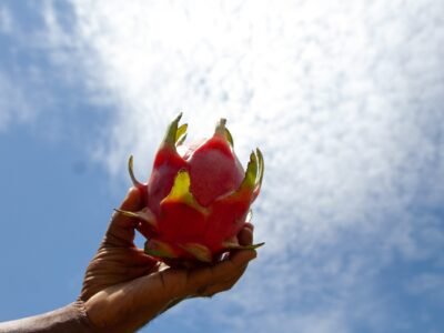 Curso gratuito ensina cultivo de pitayas em Maricá