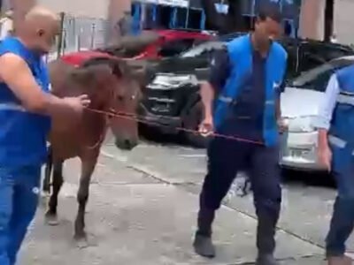 Égua resgatada no Centro Administrativo do Rio pela Defesa Animal - Vídeo