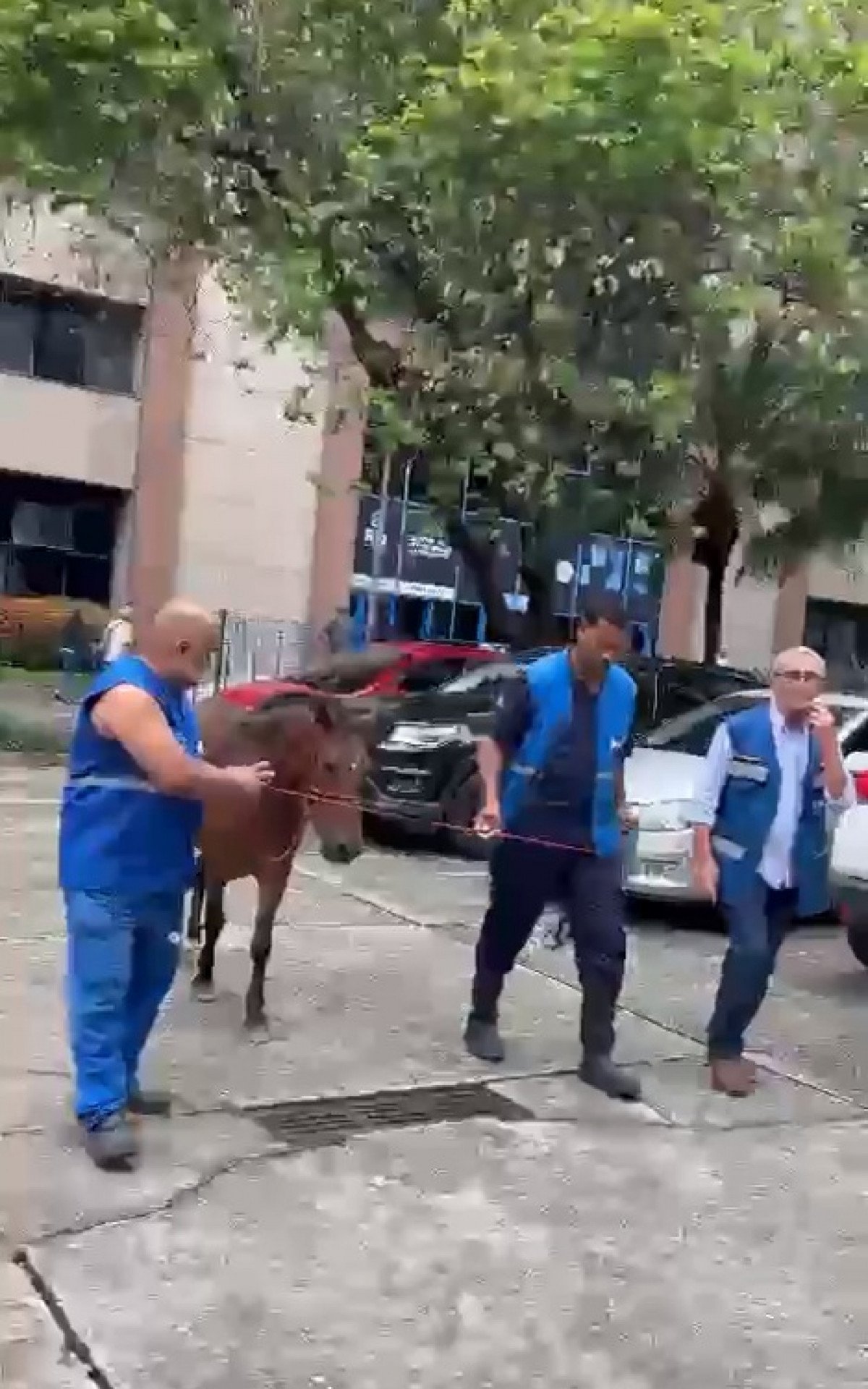 Égua resgatada no Centro Administrativo do Rio pela Defesa Animal - Vídeo