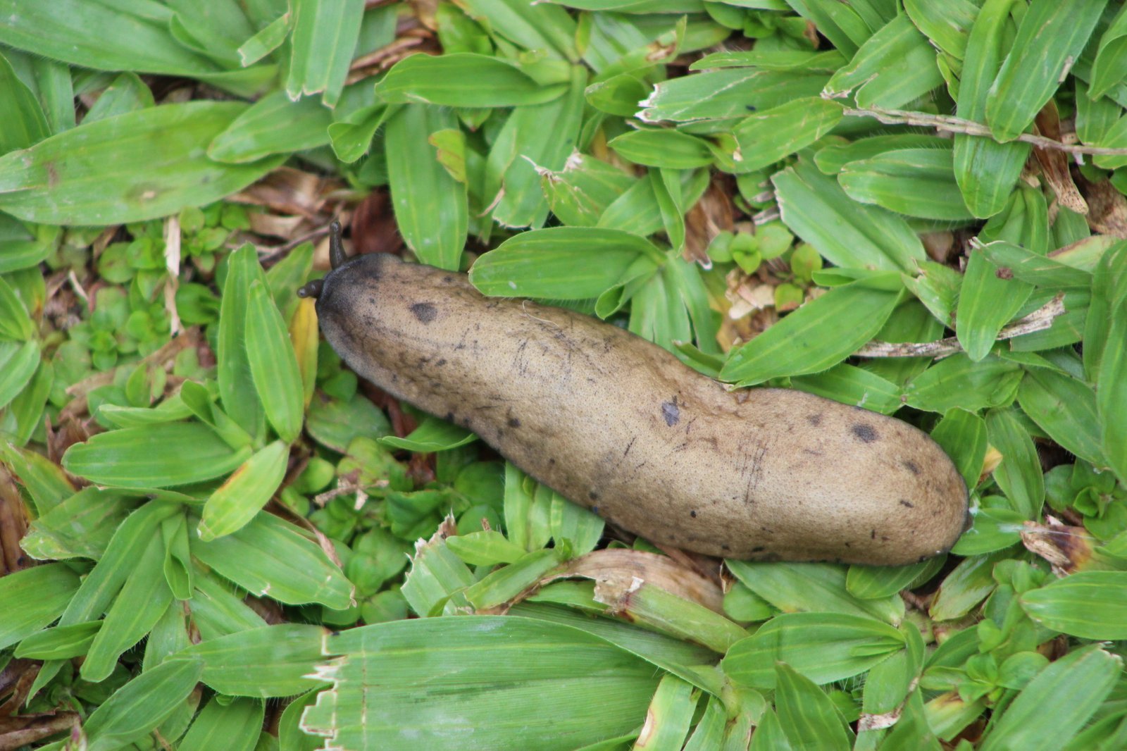 Sarasinula linguaeformis