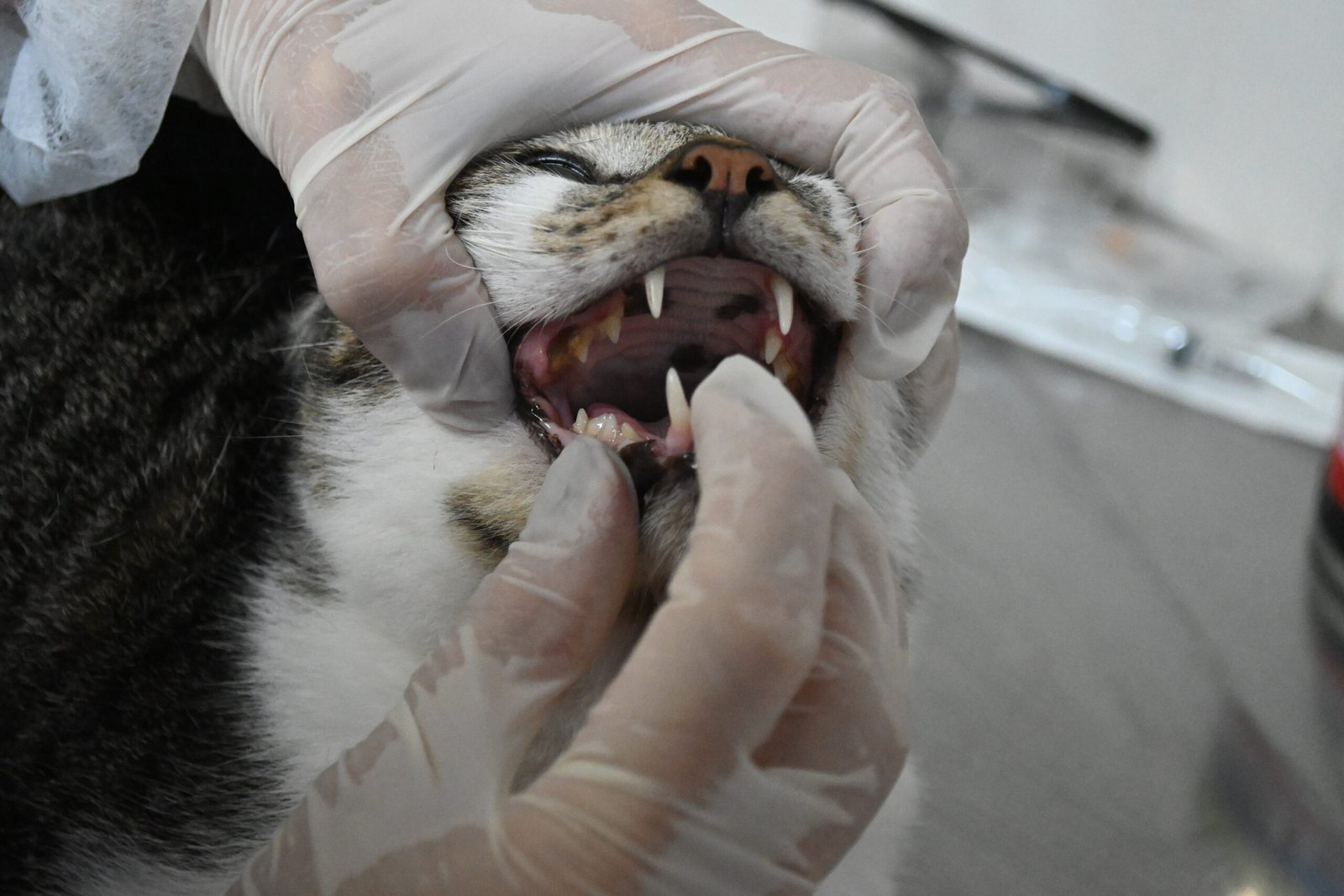 Niterói oferece tratamento gratuito contra fungos para gatos