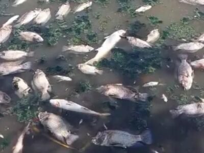 Peixes mortos na Lagoa de Piratininga preocupa moradores