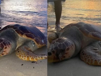 Tartaruga cabeçuda encontrada morta na Praia de Niterói