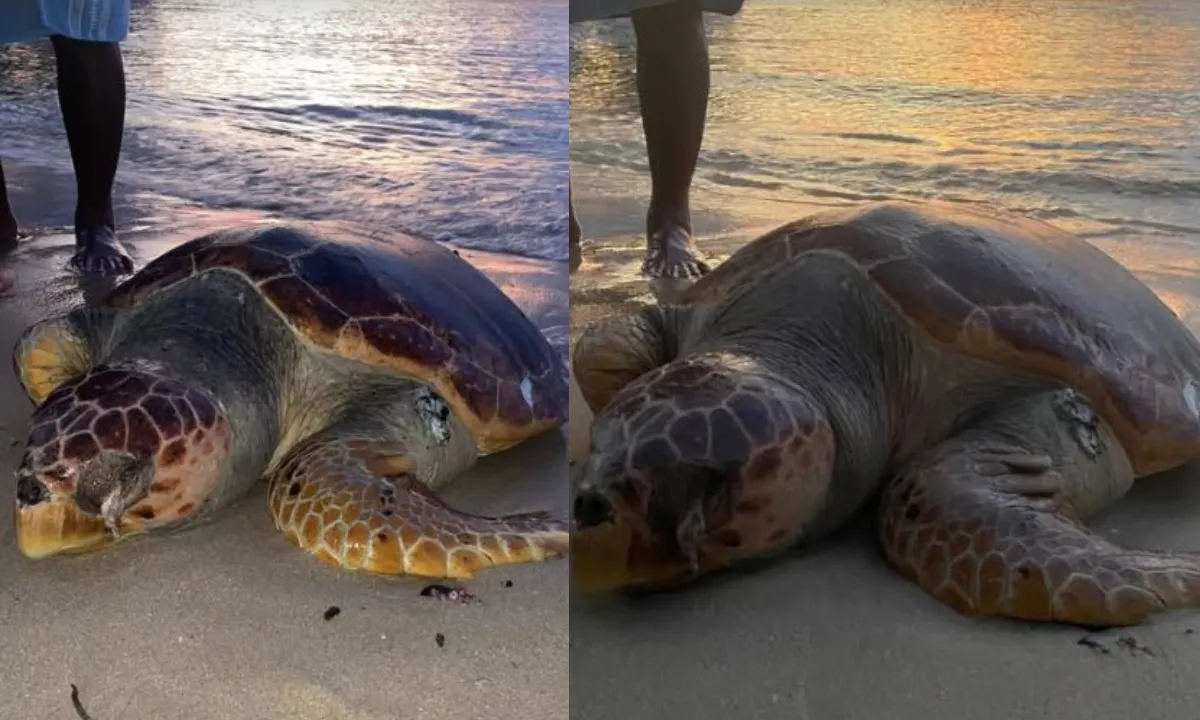 Tartaruga cabeçuda encontrada morta na Praia de Niterói