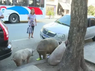 Três porquinhos chamam atenção na Rua São Cristóvão