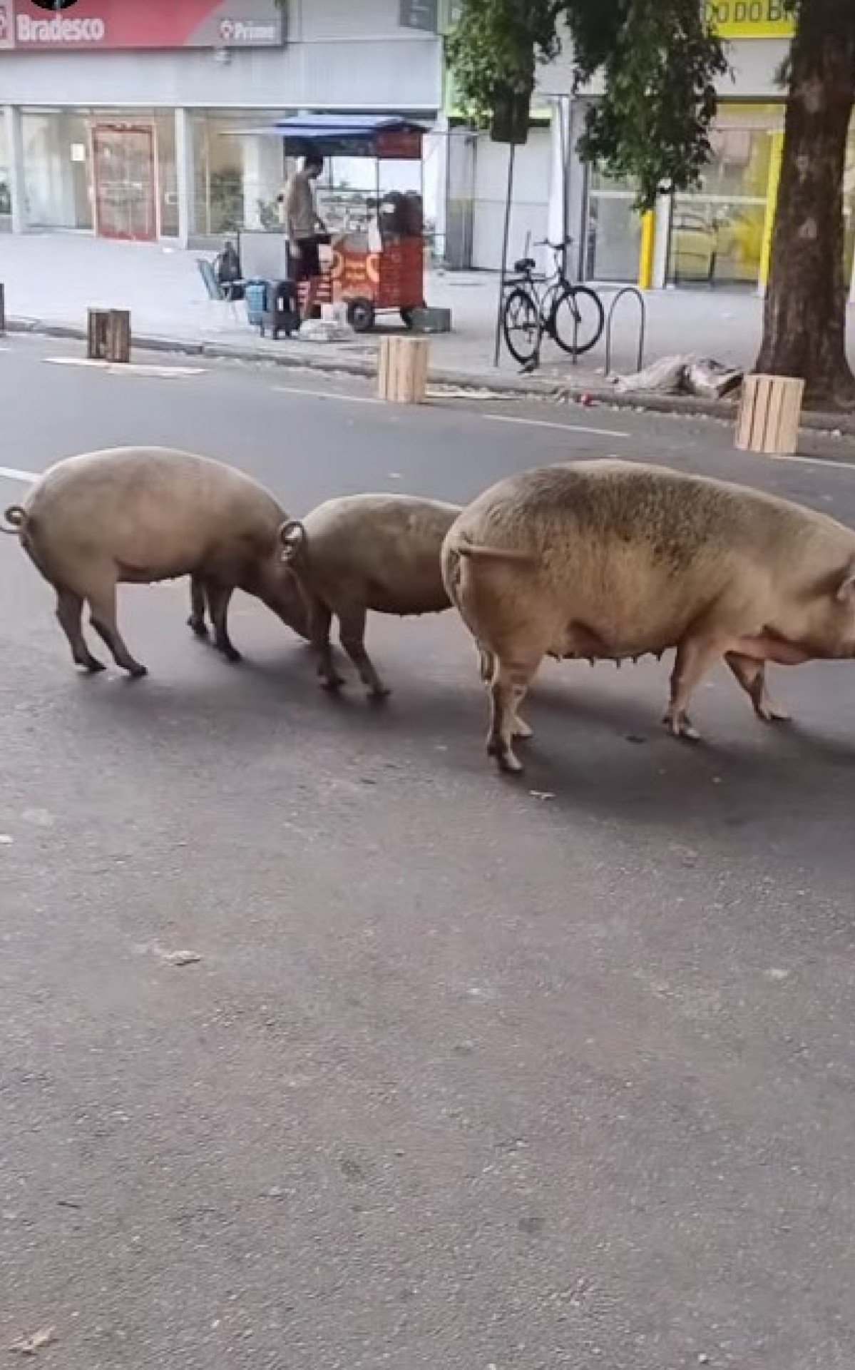 Três porquinhos chamam atenção na Rua São Cristóvão - Vídeos