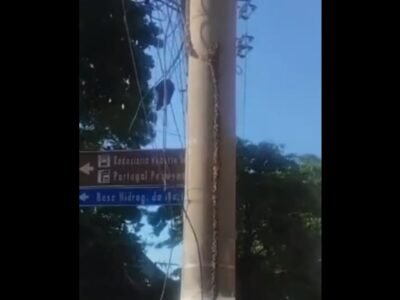 Abelhas em poste no Centro de Niterói