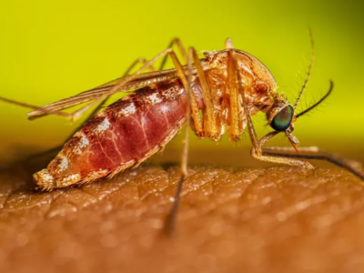 Imagem ilustrativa de mosquito Aedes aegypti, vetor da febre amarela, transmitindo o vírus