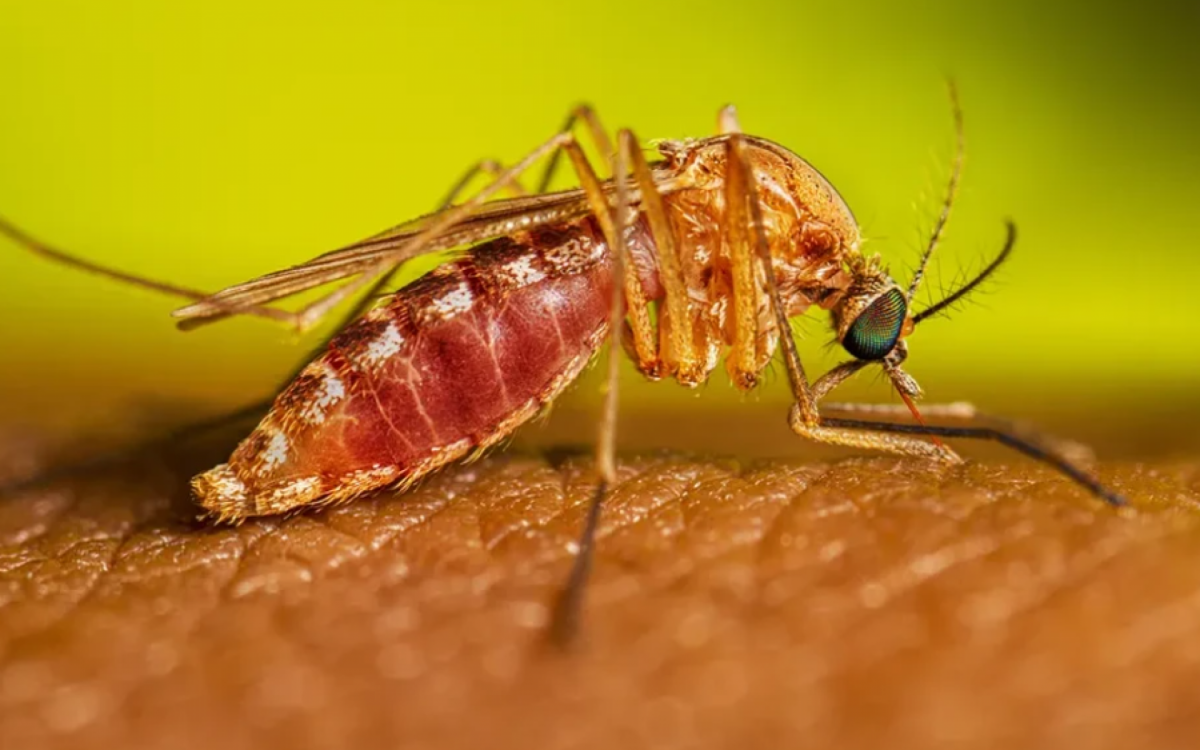 Imagem ilustrativa de mosquito Aedes aegypti, vetor da febre amarela, transmitindo o vírus