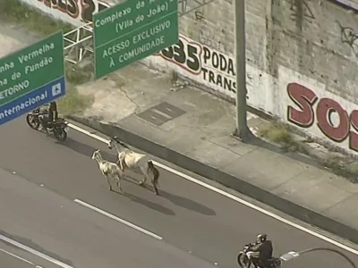 Cavalo e potrinho sendo puxados por moto na Linha Amarela, em cena registrada por motoristas