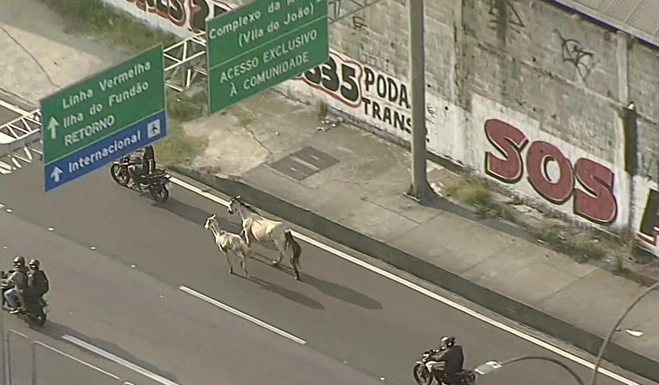 Cavalo e potrinho sendo puxados por moto na Linha Amarela, em cena registrada por motoristas