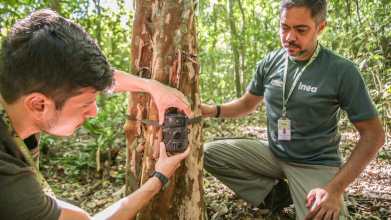 Dois funcionários instalam câmera de monitoramento em árvore para registrar fauna silvestre no RJ