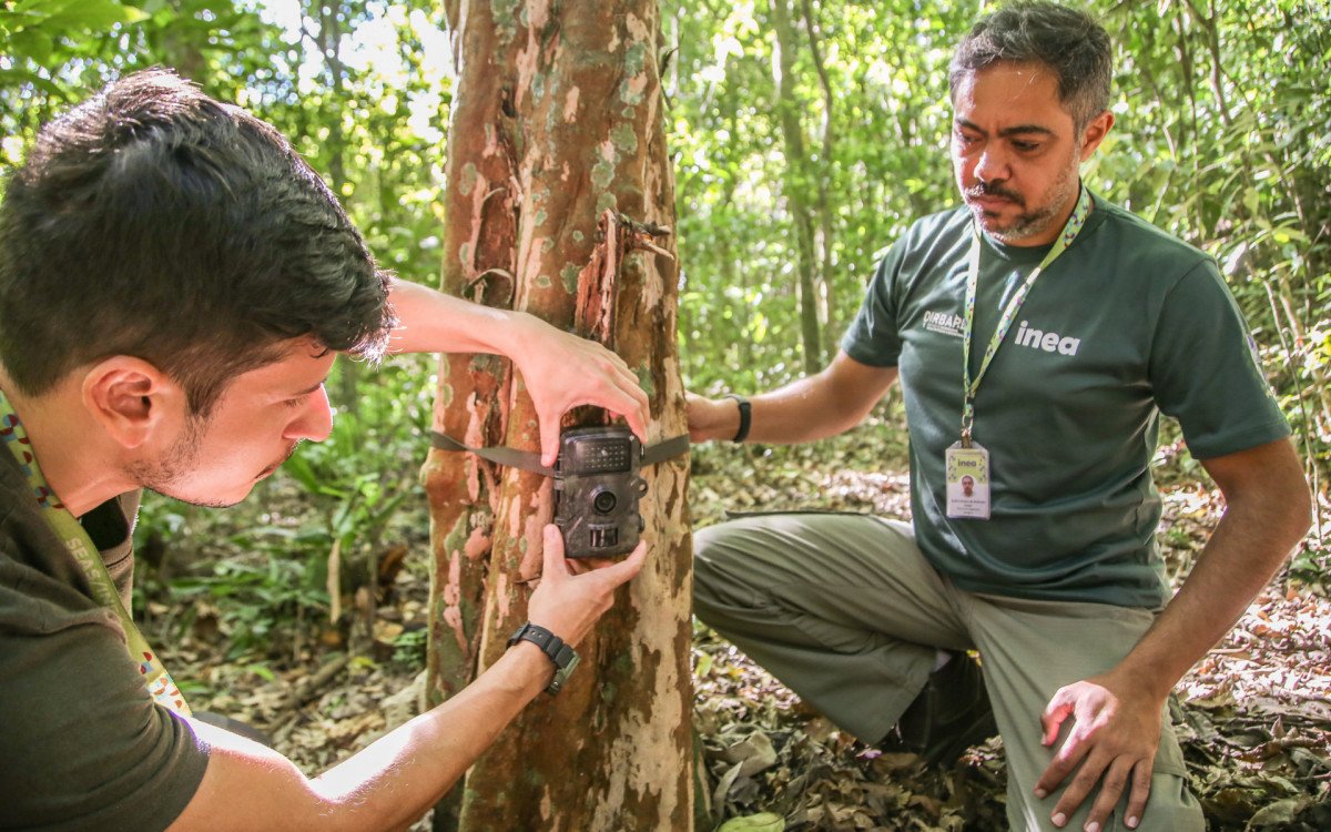 Dois funcionários instalam câmera de monitoramento em árvore para registrar fauna silvestre no RJ