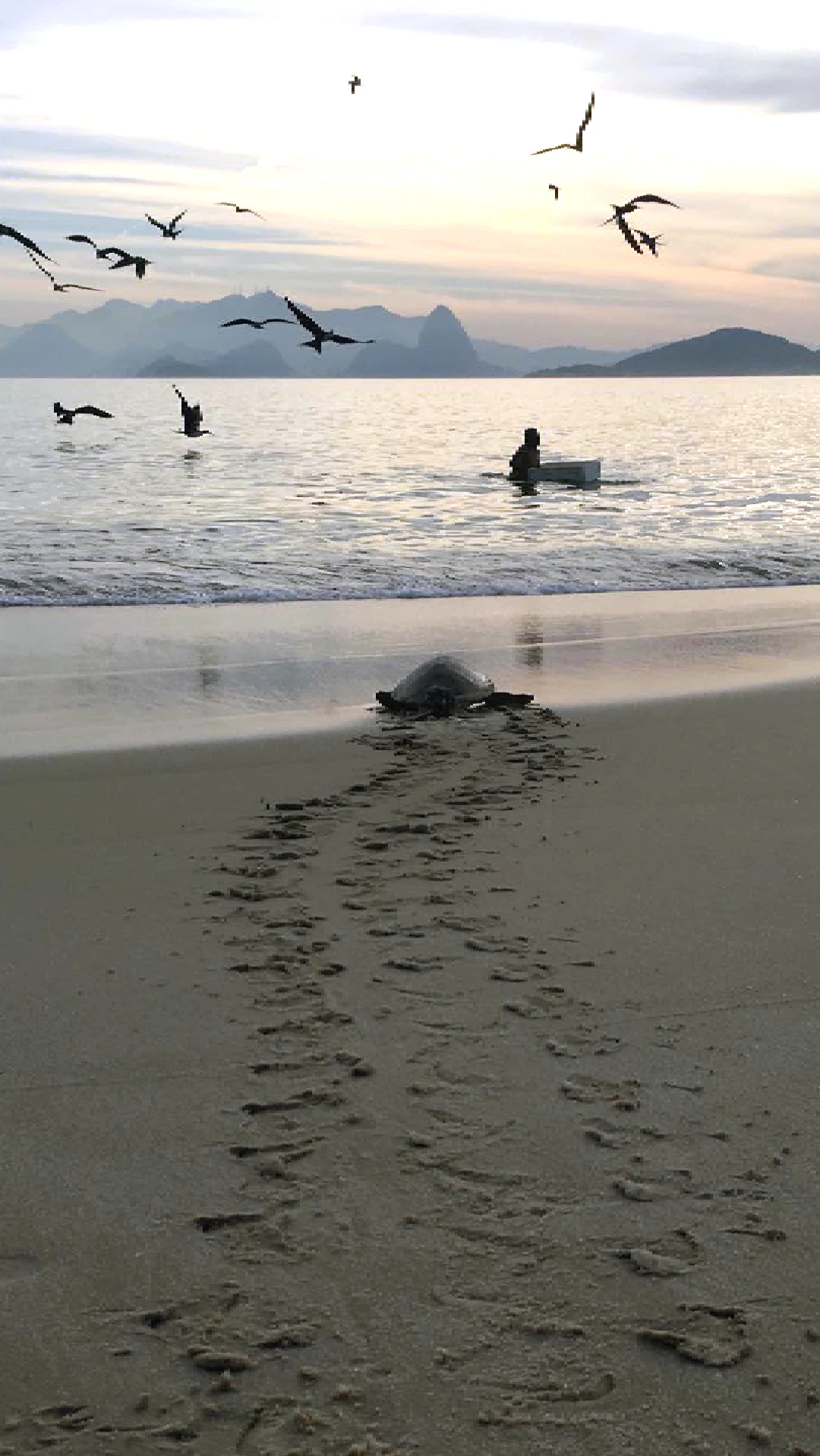 Projeto Aruanã 2025: manejo de tartarugas tem início na Praia de Itaipu, Região Oceânica de Niterói - Vídeos