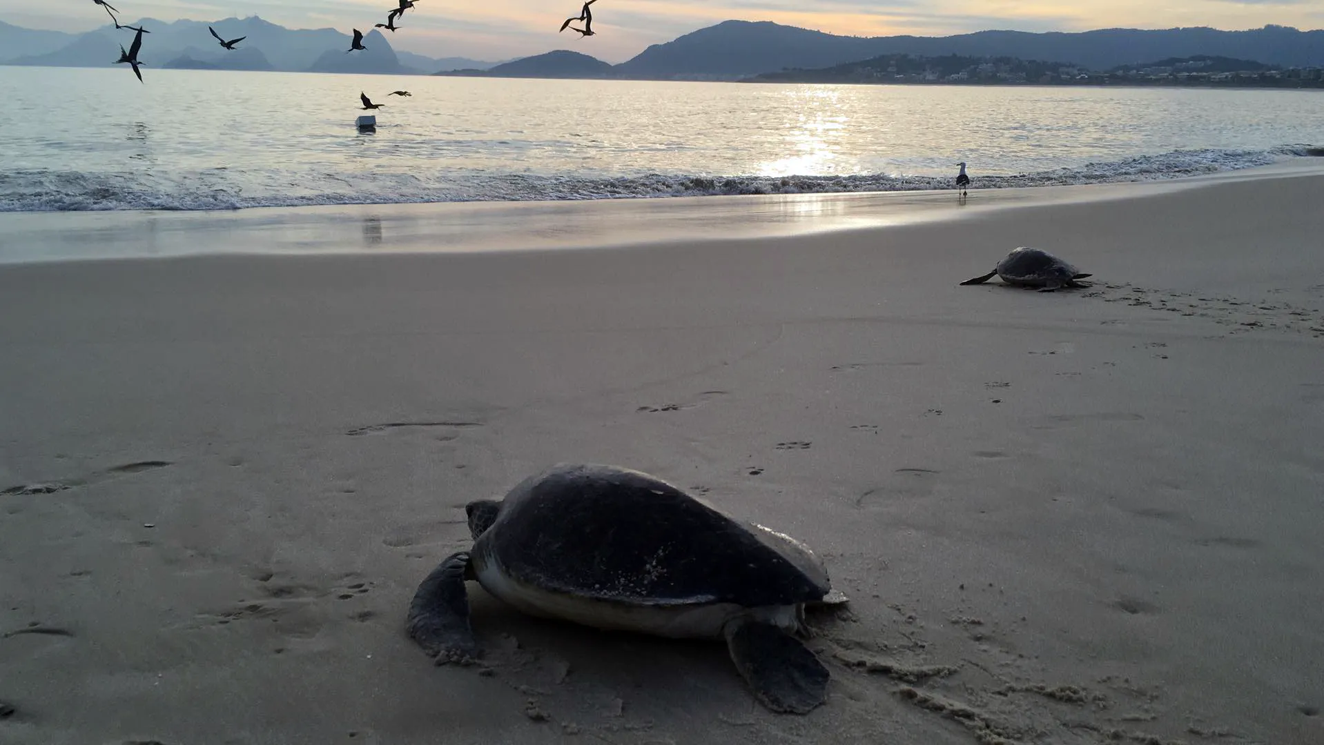 Projeto Aruanã 2025: manejo de tartarugas tem início na Praia de Itaipu, Região Oceânica de Niterói - Vídeos