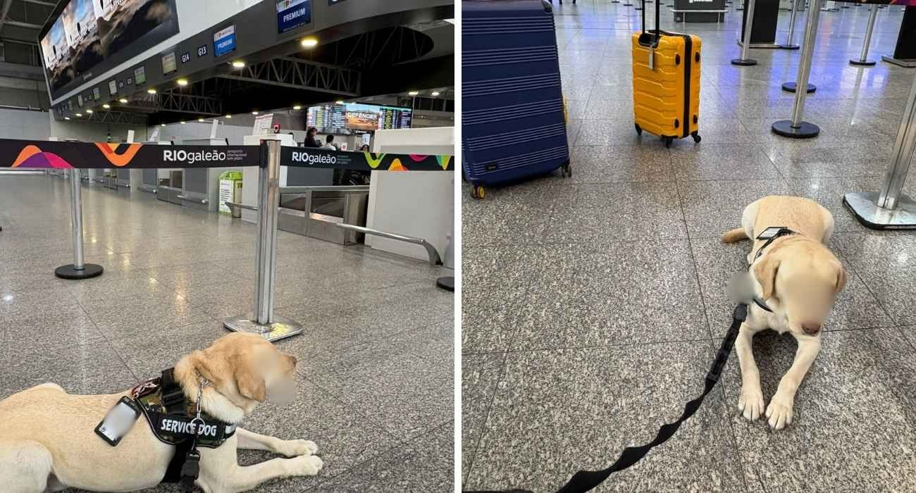 TAP mantém criança com autismo separada do cão de apoio emocional