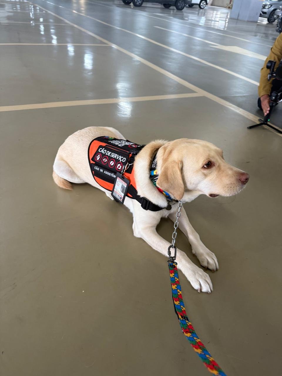 Cão Teddy recebeu atenção da imprensa desde o desembarque, ainda no estacionamento do Aeroporto