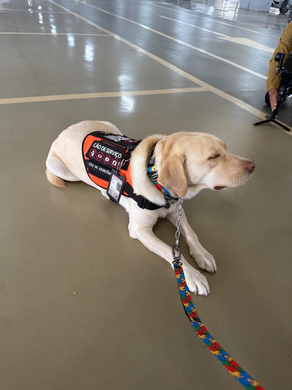 Cão Teddy recebeu atenção da imprensa desde o desembarque, ainda no estacionamento do Aeroporto | Agência Folha do Leste