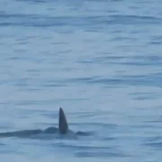 Instrutor de surfe grava momento em que alunos saem da água após verem tubarão na Praia da Barra