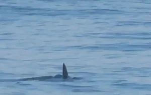 Instrutor de surfe grava momento em que alunos saem da água após verem tubarão na Praia da Barra