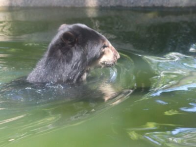 Urso-de-óculos Baloo comemora 18 anos com bolo de frutas no BioParque