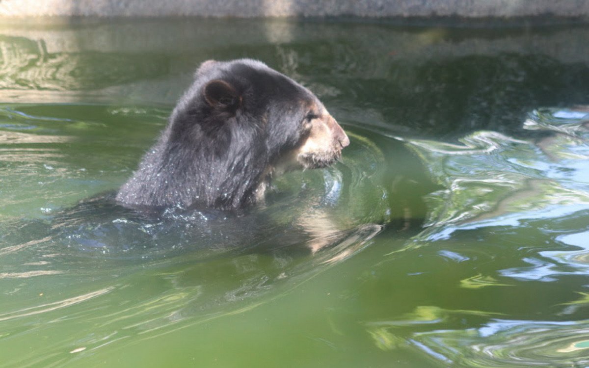 Urso-de-óculos Baloo comemora 18 anos com bolo de frutas no BioParque