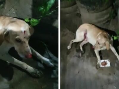 Cachorro atropelado na Transolímpica é resgatado na Rua Esperança