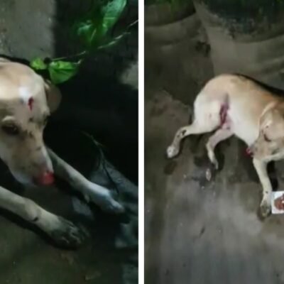 Cachorro atropelado na Transolímpica é resgatado na Rua Esperança