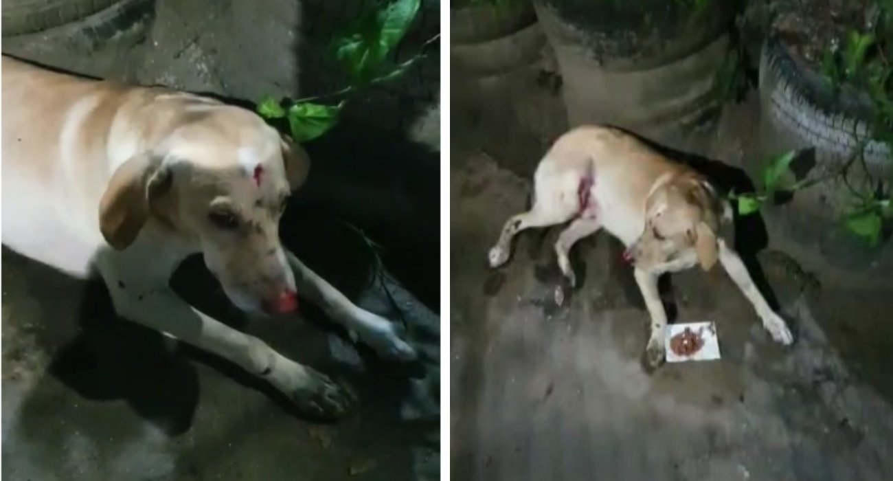 Cachorro atropelado em Curicica resgatado