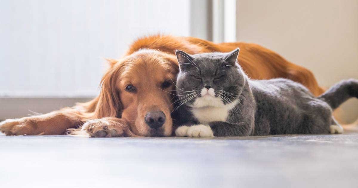 Ativistas do Rio de Janeiro querem novo Código Estadual de Proteção Animal