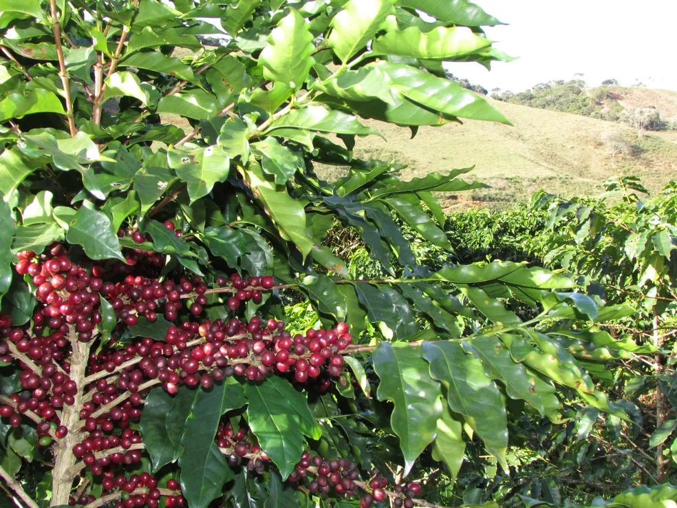 Produtores fluminenses de Café vão vender créditos de carbono